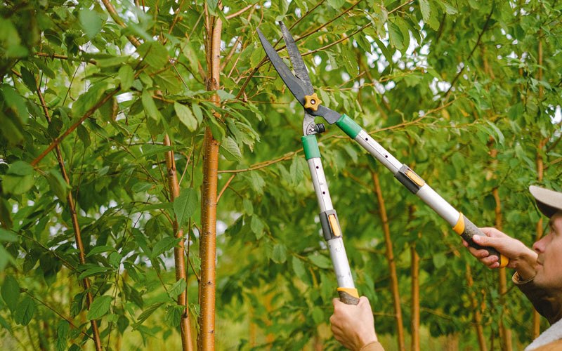 Tree trimming in Kiamesha Lake, NY